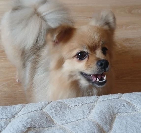 🐾 Привет из дома от Флафи ❤️