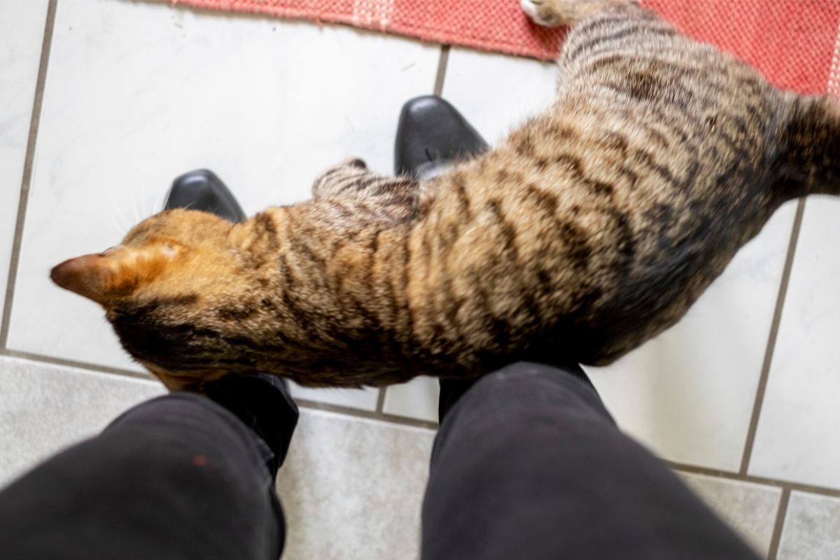 Кот трётся о ноги 
