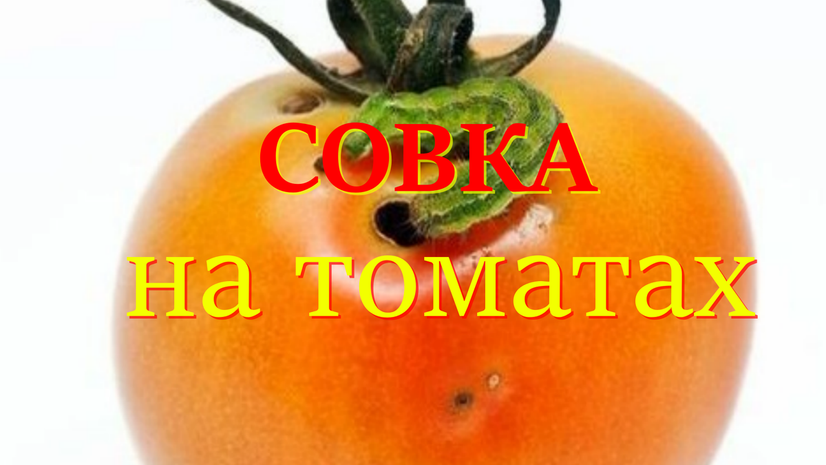 Совка на томатах