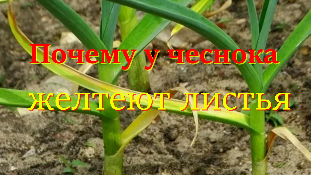 Почему у чеснока желтеют листья