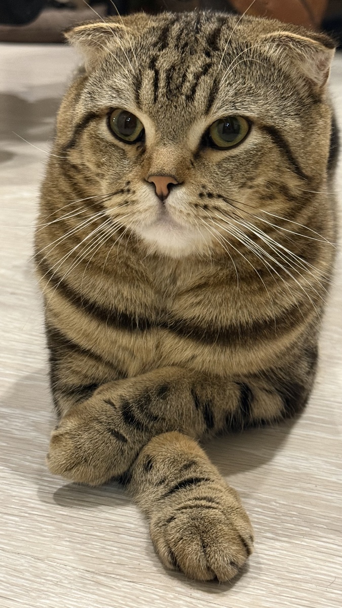 Мой котик вам в ленту )