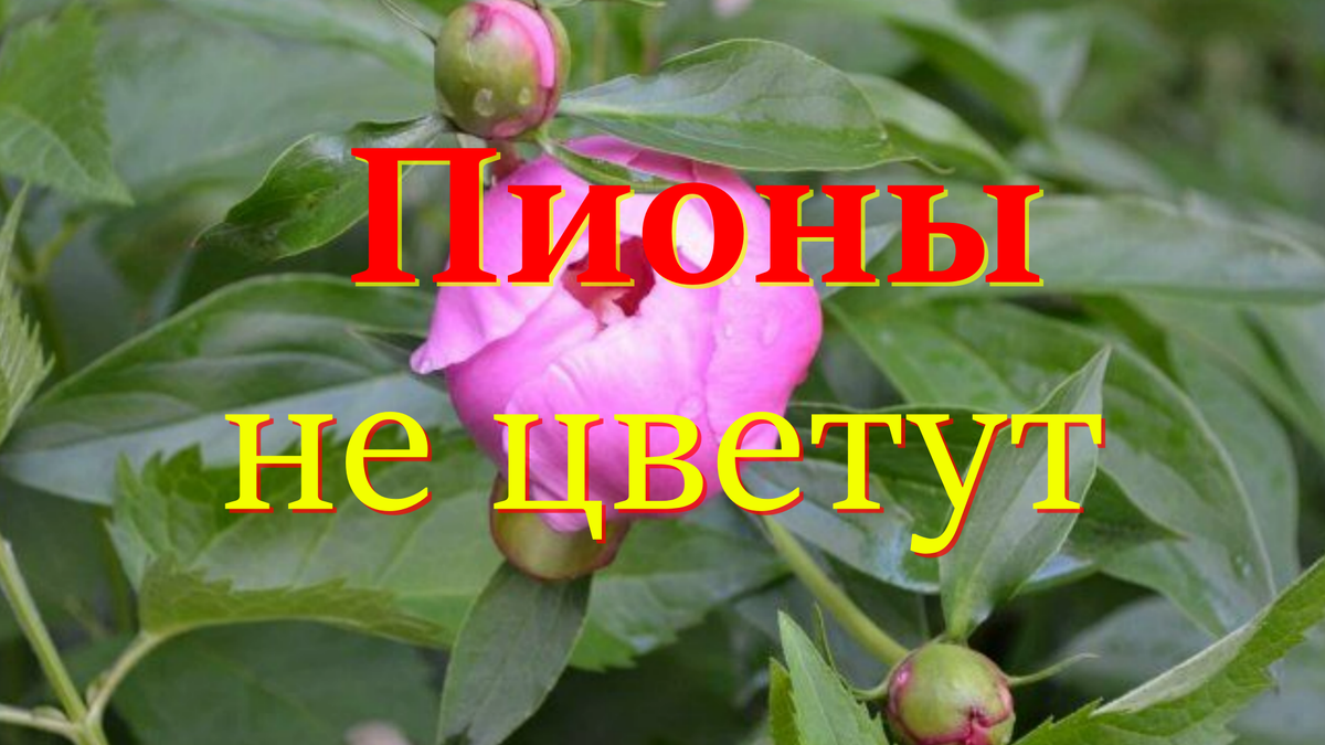 Пионы не цветут 