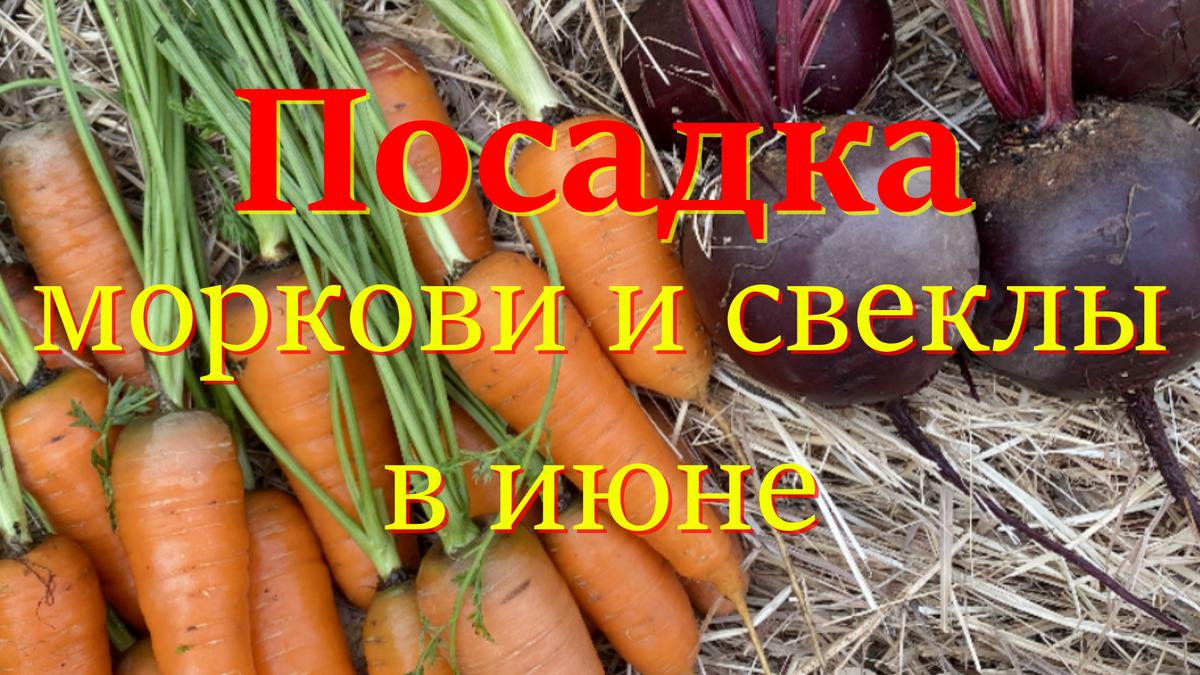 Морковь и свёкла 