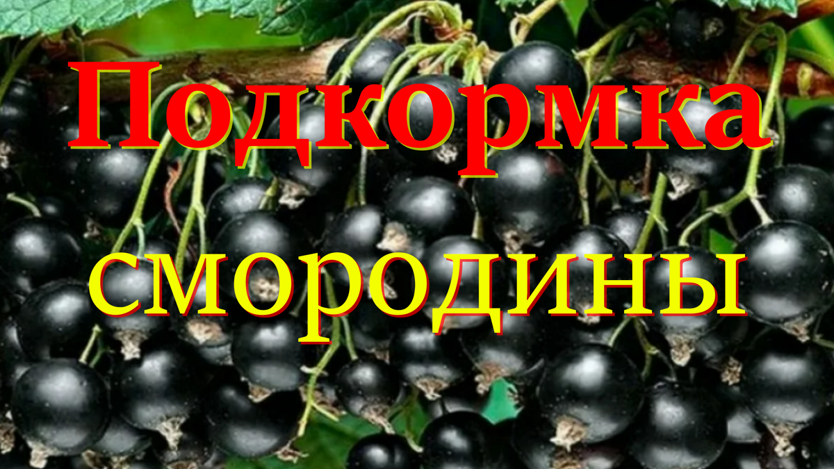 подкормка смородины