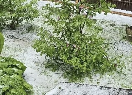 Вчерашний снег с градом  в Вороново, фото Риты