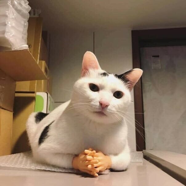 Картинка с интернета https://ru.pinterest.com/pin/895723813408542783/