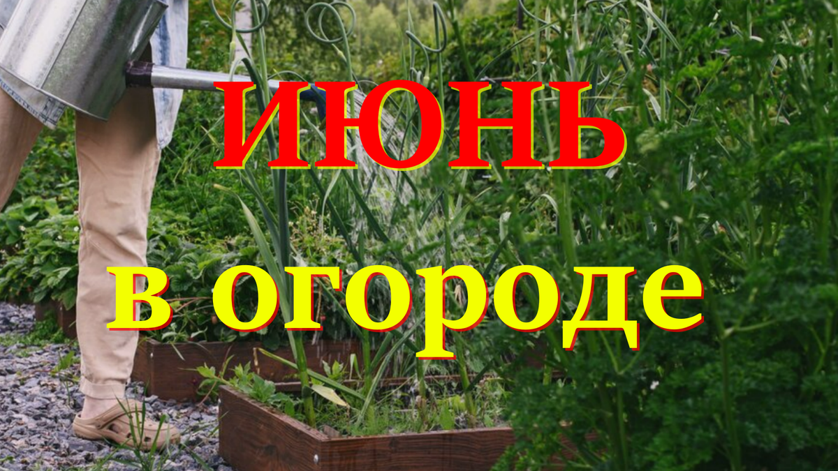 10 срочных дел, чтобы уберечь урожай от жары и вредителей