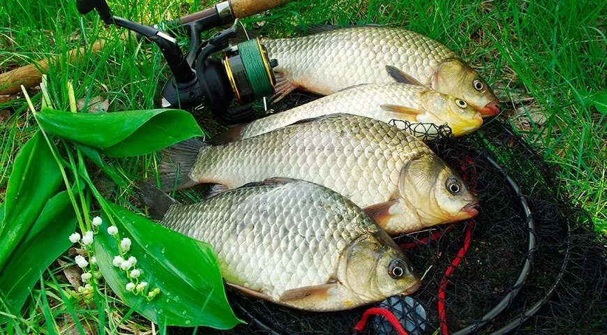   Карась, пойманный в чистом водоеме, всегда радует вкусом (Shutterstock/FOTODOM)