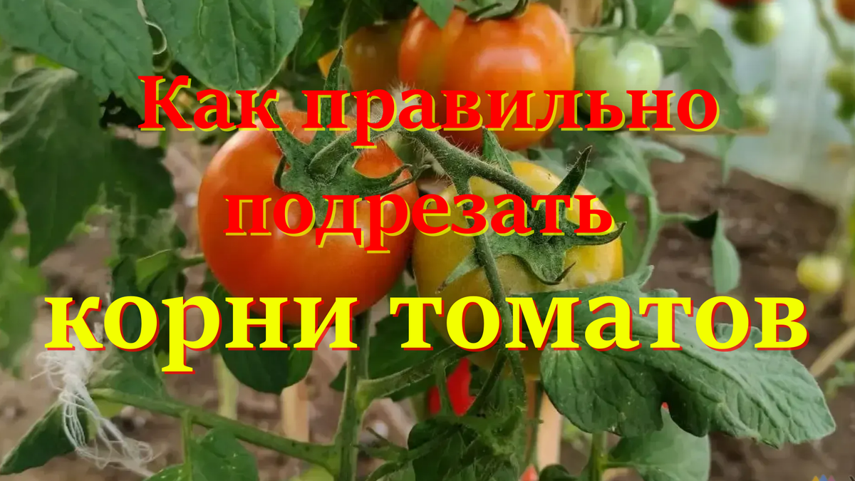 томаты