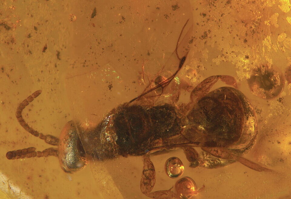    Palaeoworld