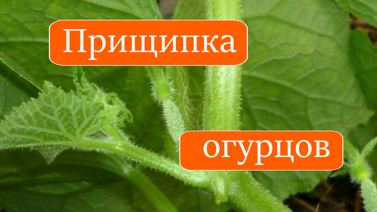 Когда и зачем прищипывают огурцы