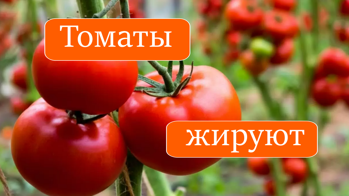 Что делать, если томаты жируют 