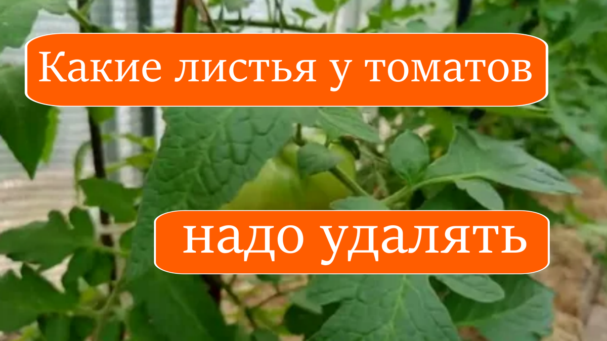 томаты
