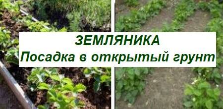 посадка земляники в открытый грунт