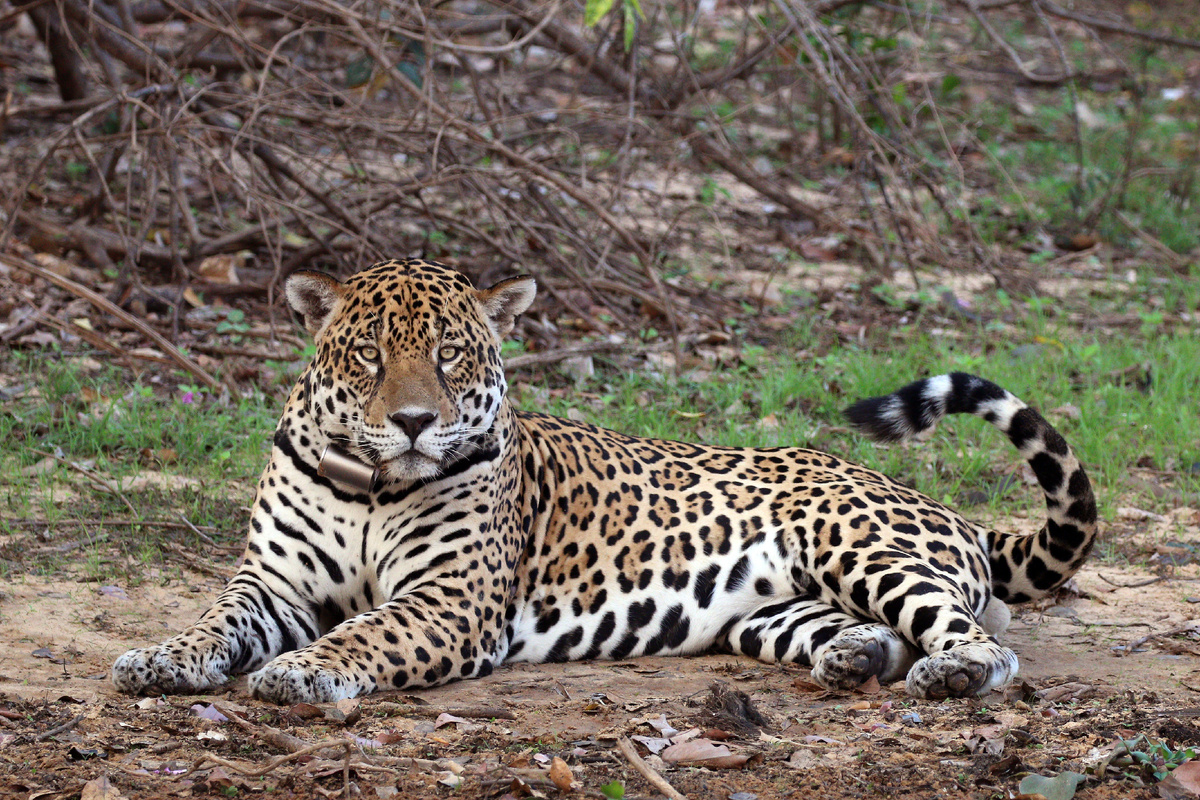 ЯГУАР (PANTERA ONCA)