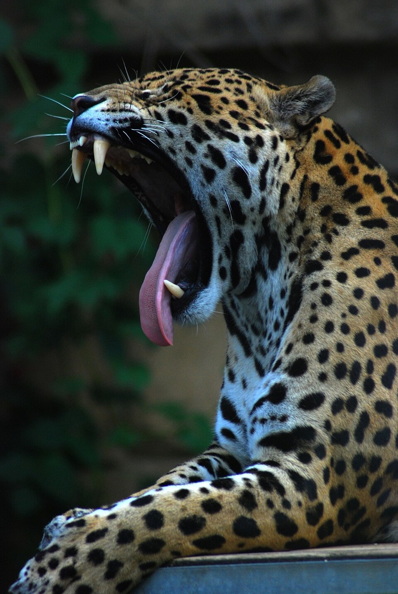 ЯГУАР (PANTERA ONCA)