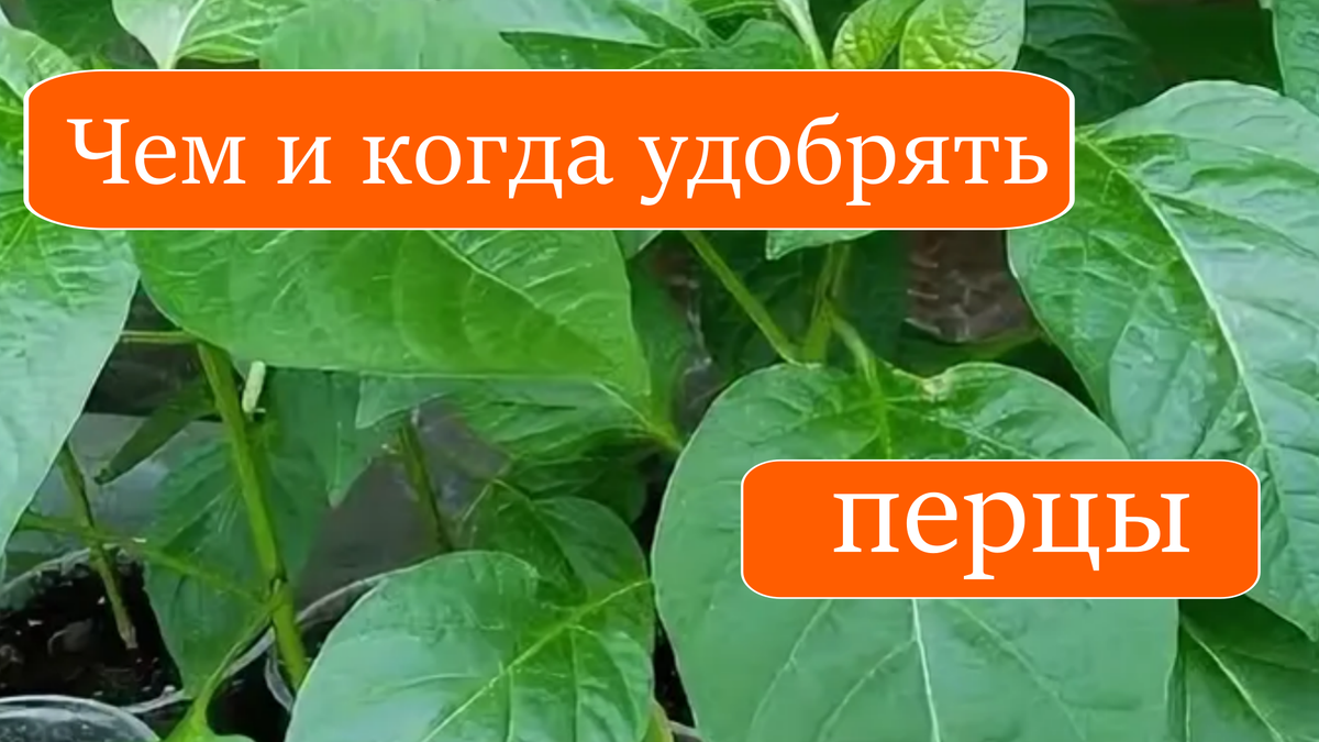 подкормка перцев