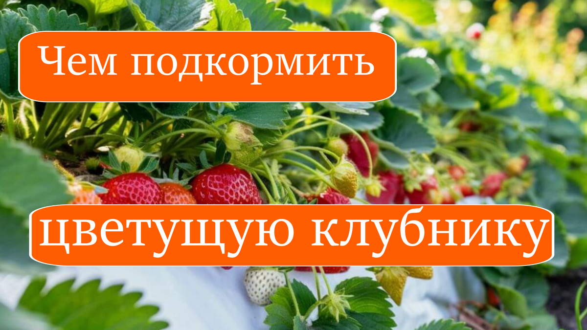 Чем подкормить цветущую клубнику