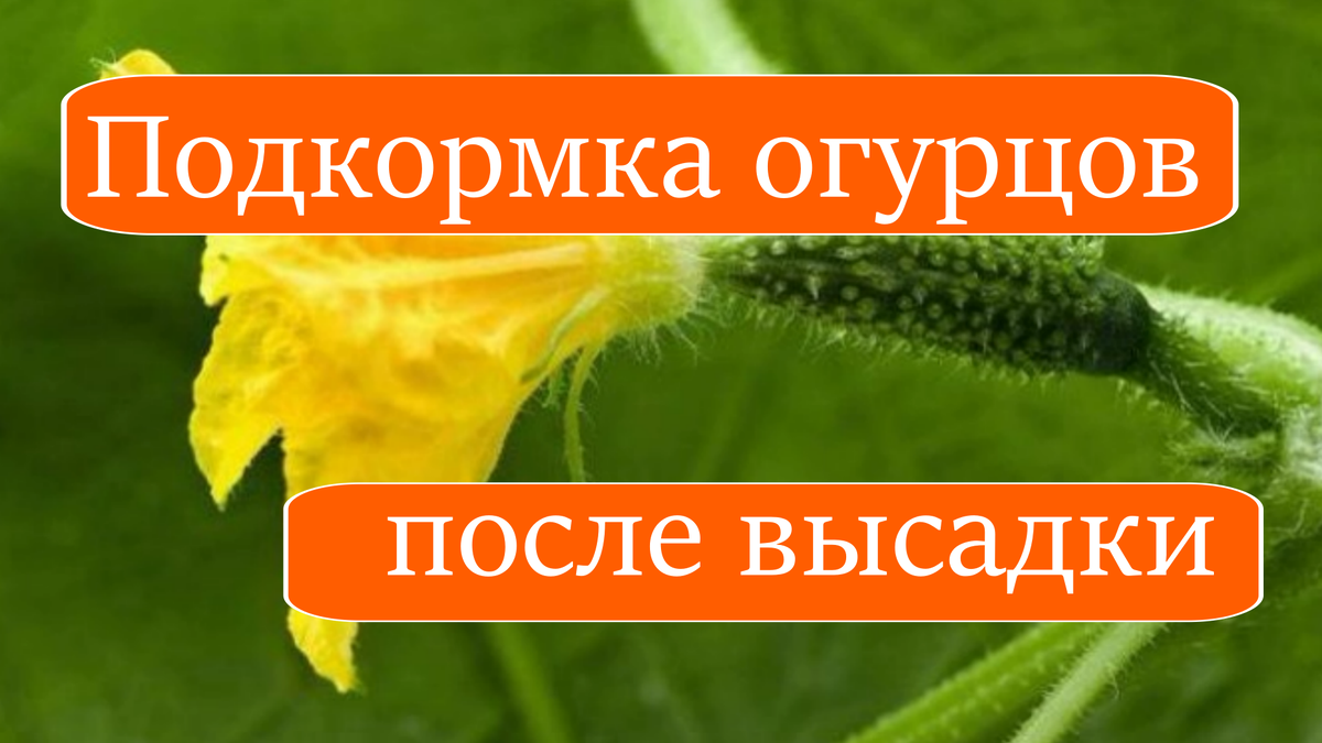 Первая подкормка огурцов после высадки