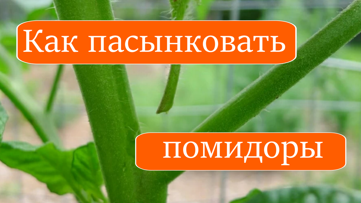 Пасынкование помидоров