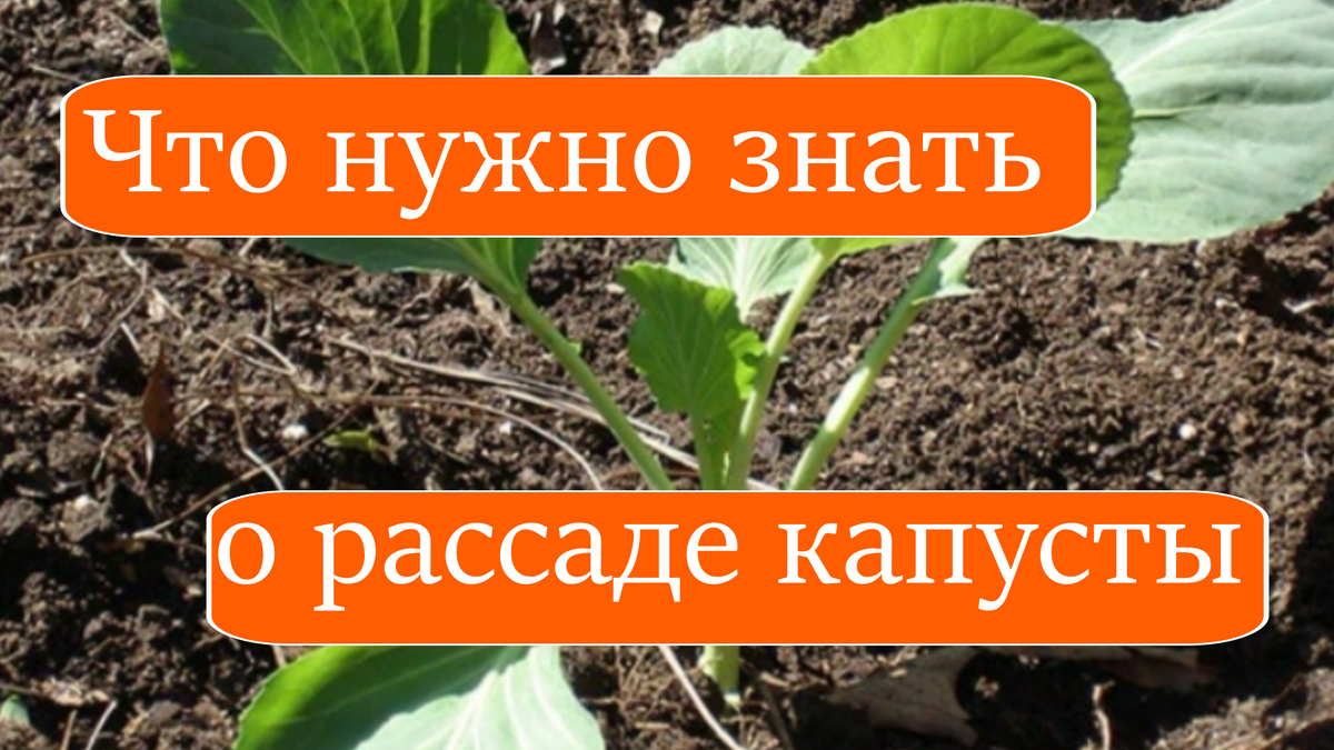 капуста