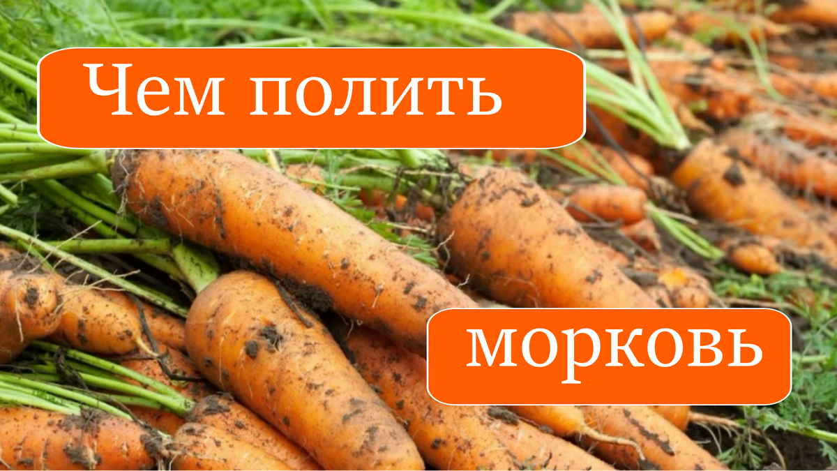 морковь