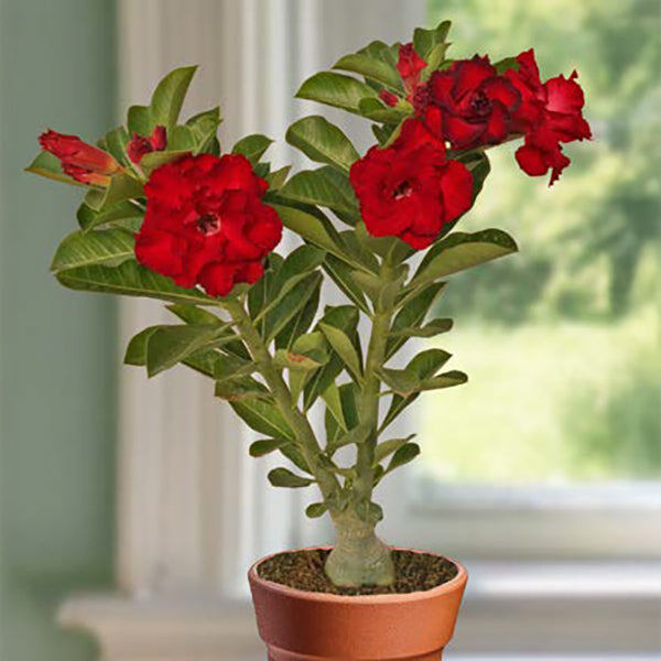 Адениум (Desert Rose)  'Passion of Mumbai'