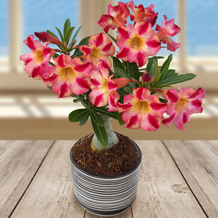 Адениум (Desert Rose) 'Firework'