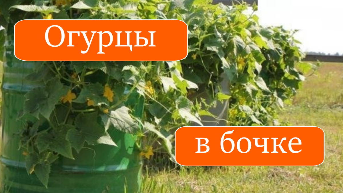 Огурцы в бочке