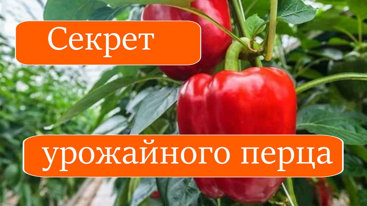 перец