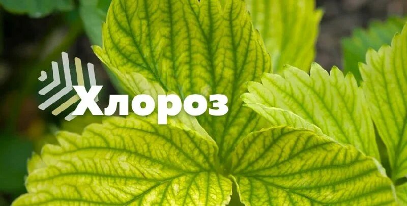 Хлороз у гортензий: причины, симптомы и способы лечения.