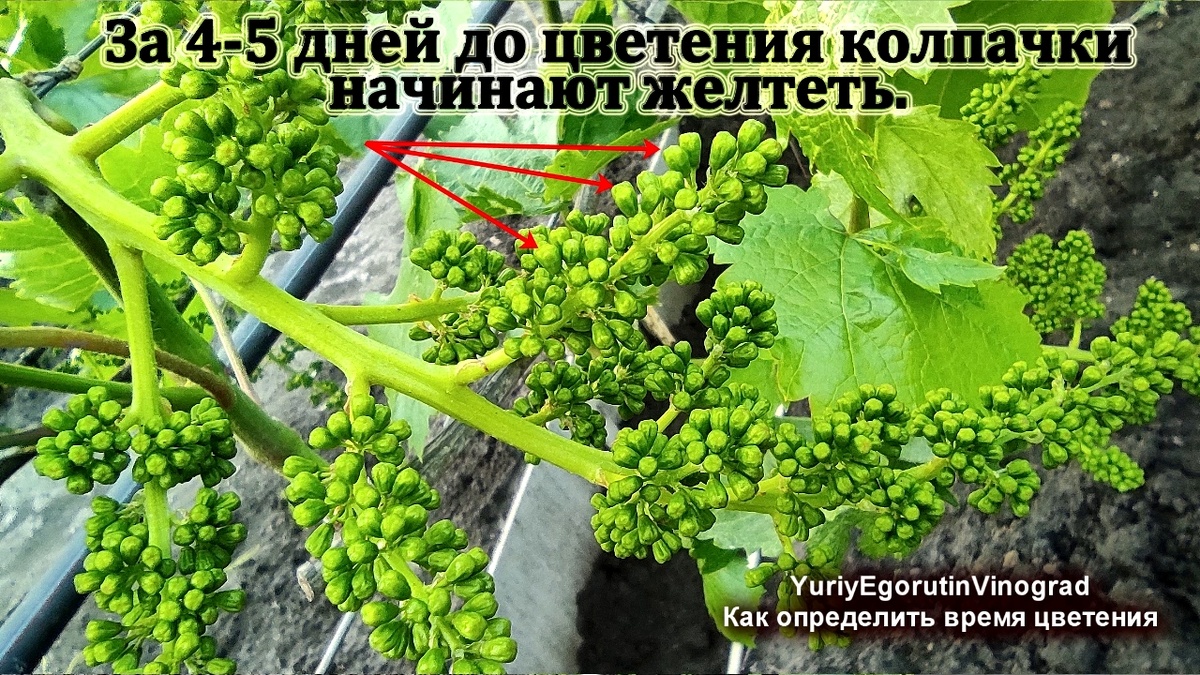 Пожелтение колпачков на бутонах.