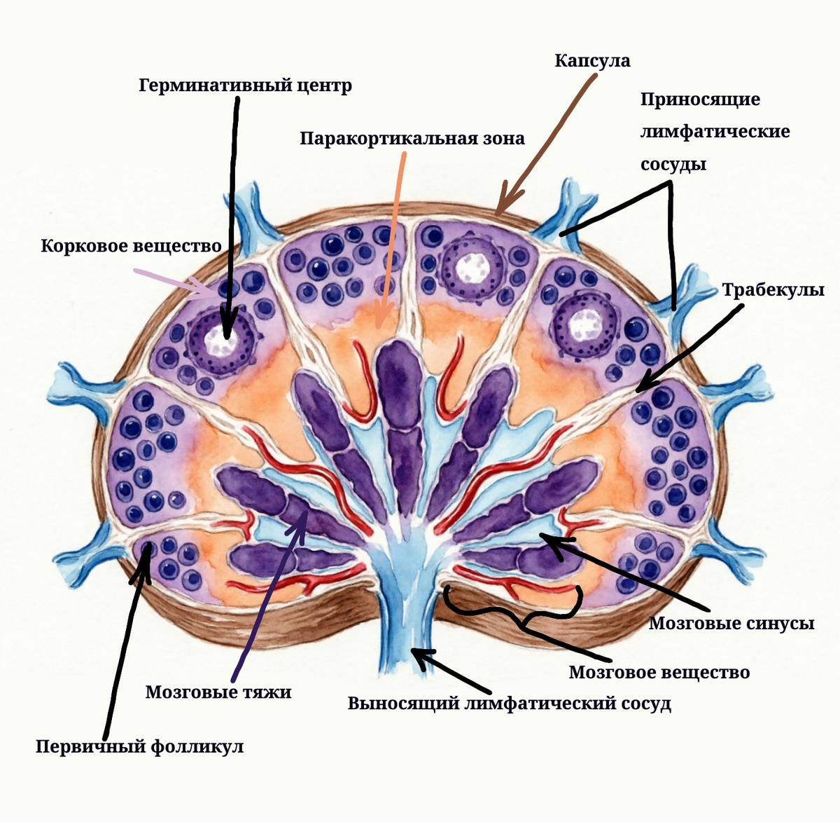 Строение лимфоузла
