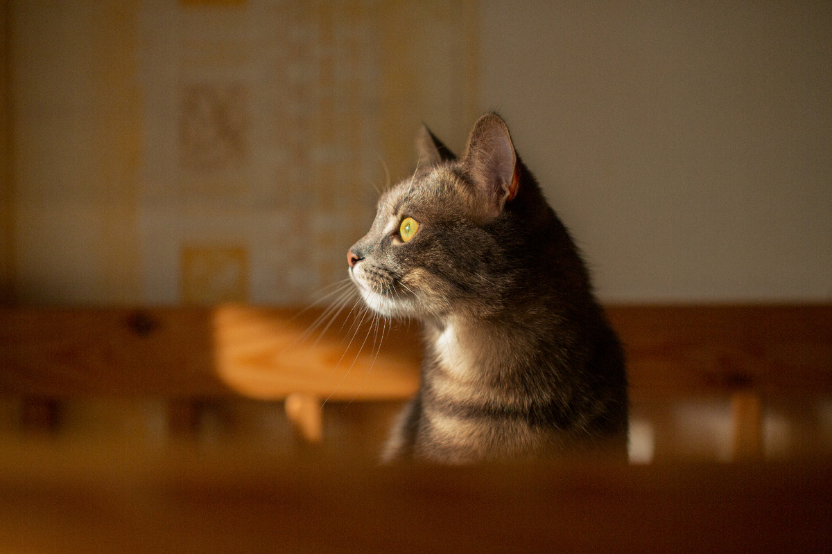 Кошка пристально смотрит