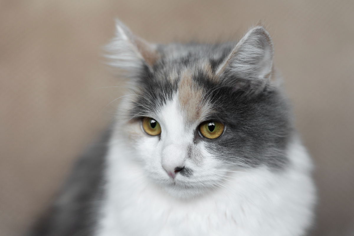 Кошка