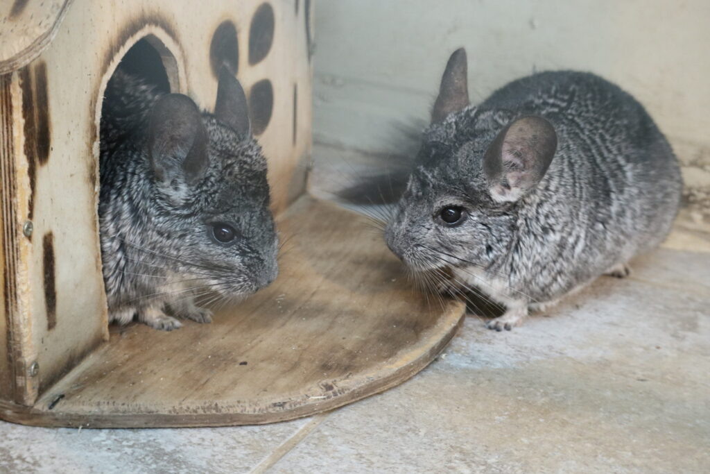 Источник: kareliazoo.ru/animals/shinshilla