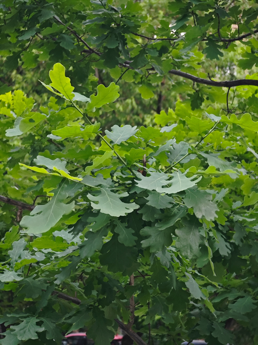 Фото автора канала 