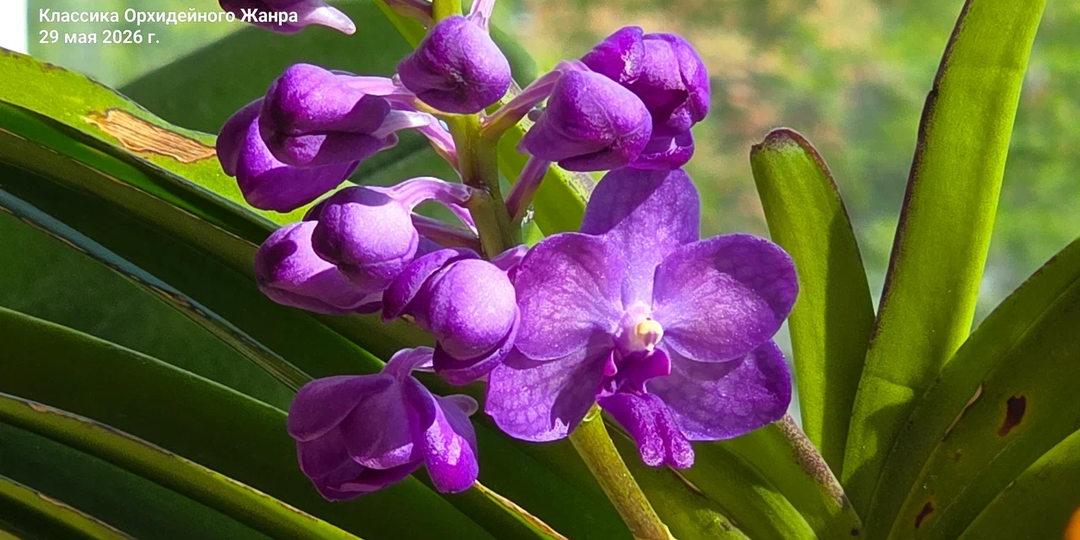 Орхидея Васкостилис (Vascostylis) цвета черники: от ледяного шока до лавины из 17 бутонов.