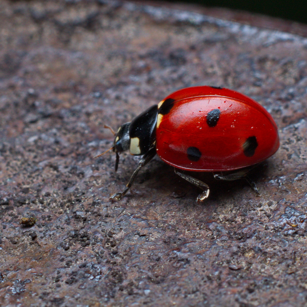 Семито́чечная коро́вка (лат. Coccinella septempunctata)