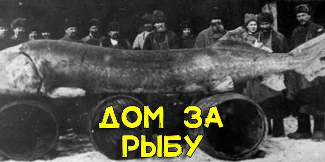 Поймал рыбу и купил дом. Рыбак несколько месяцев выслеживал белугу весом 960 кг