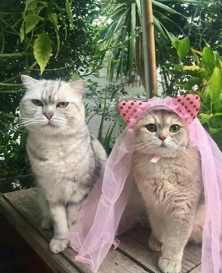 Фото из Яндекса. Спасибо автору 
