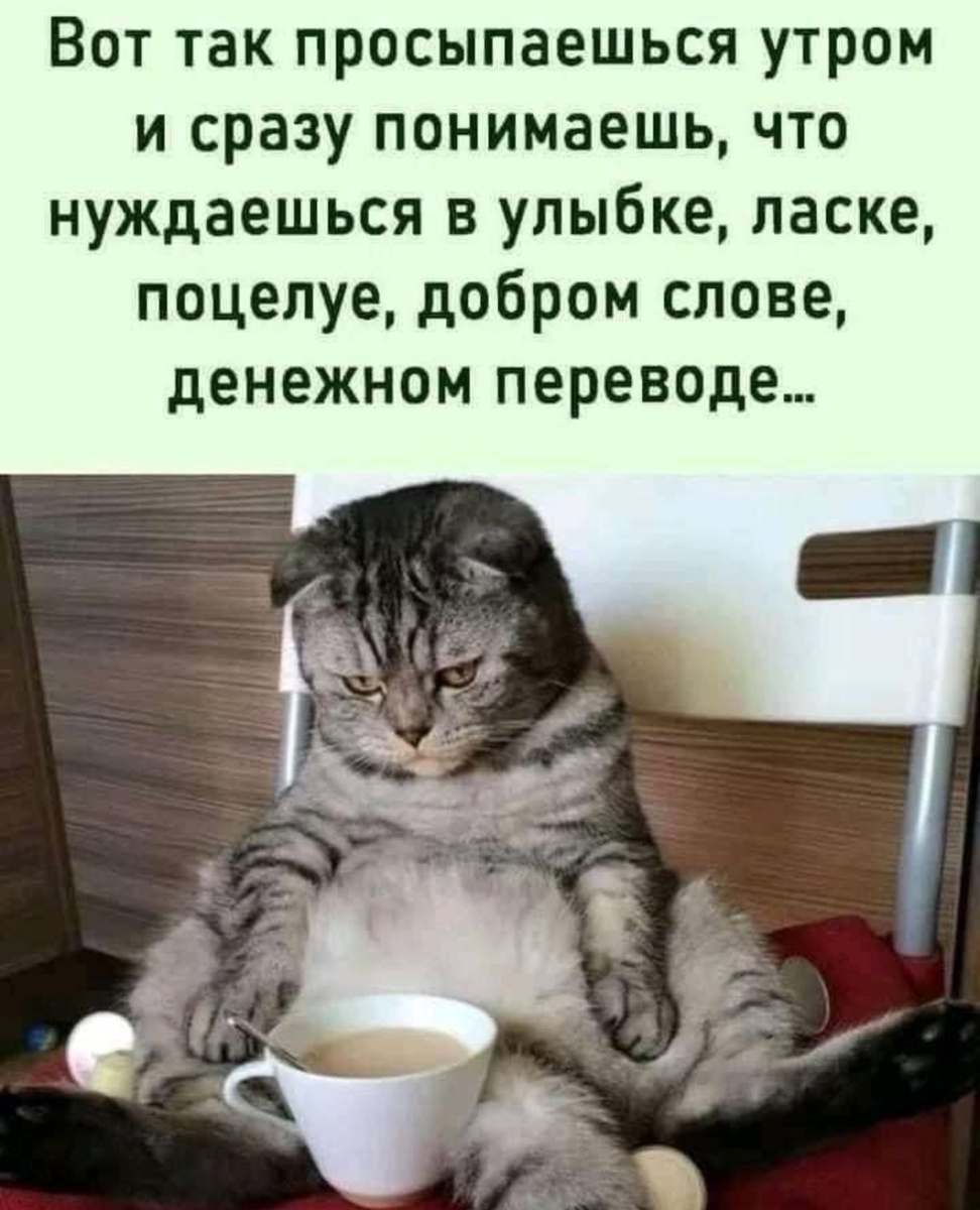 Кот и утро, --взято из интернета с целью ознакомления. 