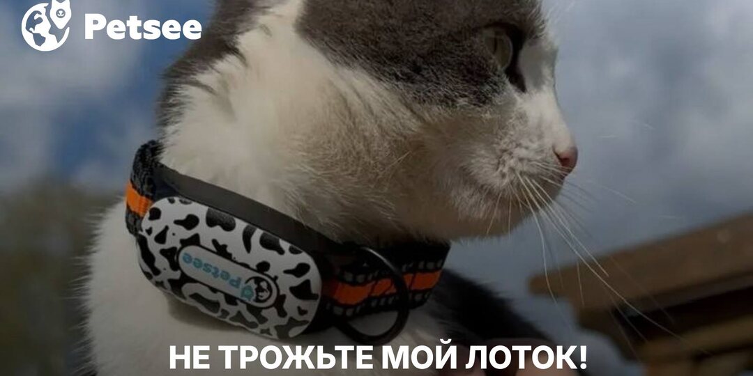 Ошибка, из-за которой кошка начинает «мстить» по углам