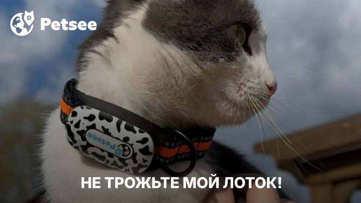 Ошибка, из-за которой кошка начинает «мстить» по углам