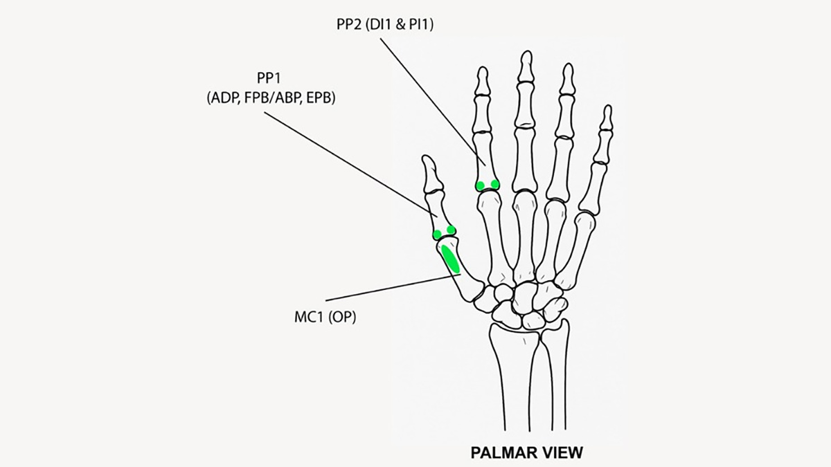 Fotios Alexandros Karakostis et al. / Paleoanthropology, 2026