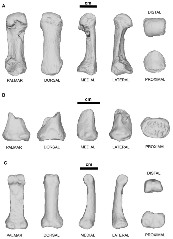 Fotios Alexandros Karakostis et al. / Paleoanthropology, 2026