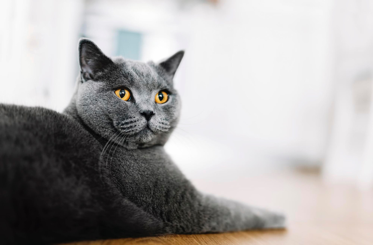 Британская короткошерстная кошка