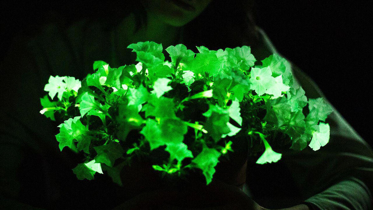 Firefly Petunia — петуния-светлячок. Днём — обычный белый цветок. В темноте видно, как энергия фотосинтеза превращается в зелёный свет