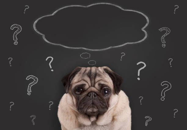 источник фото: https://media.istockphoto.com/id/910056832/ru/%D1%84%D0%BE%D1%82%D0%BE/%D0%BA%D1%80%D1%83%D0%BF%D0%BD%D1%8B%D0%BC-%D0%BF%D0%BB%D0%B0%D0%BD%D0%BE%D0%BC-%D0%BC%D0%BE%D0%BF%D1%81%D0%B0-%D1%89%D0%B5%D0%BD%D0%BA%D0%B0-%D1%81%D0%BE%D0%B1%D0%B0%D0%BA%D0%B0-%D1%81%D0%B8%D0%B4%D0%B8%D1%82-%D0%BF%D0%B5%D1%80%D0%B5%D0%B4-%D0%B4%D0%BE%D1%81%D0%BA%D0%BE%D0%B9-%D0%B7%D0%BD%D0%B0%D0%BA-%D1%81-%D1%80%D1%83%D1%87%D0%BD%D0%BE%D0%B9-%D0%BE%D0%B1%D1%80%D0%B0%D1%89%D0%B0%D0%B5%D1%82%D1%81%D1%8F-%D0%BC%D0%B5%D0%BB%D0%BE%D0%BC.jpg?s=612x612&w=0&k=20&c=Vu7JhIXSCL4T_HrKqp7wEzH487HSyGwAnV4AQO-xUCk=
