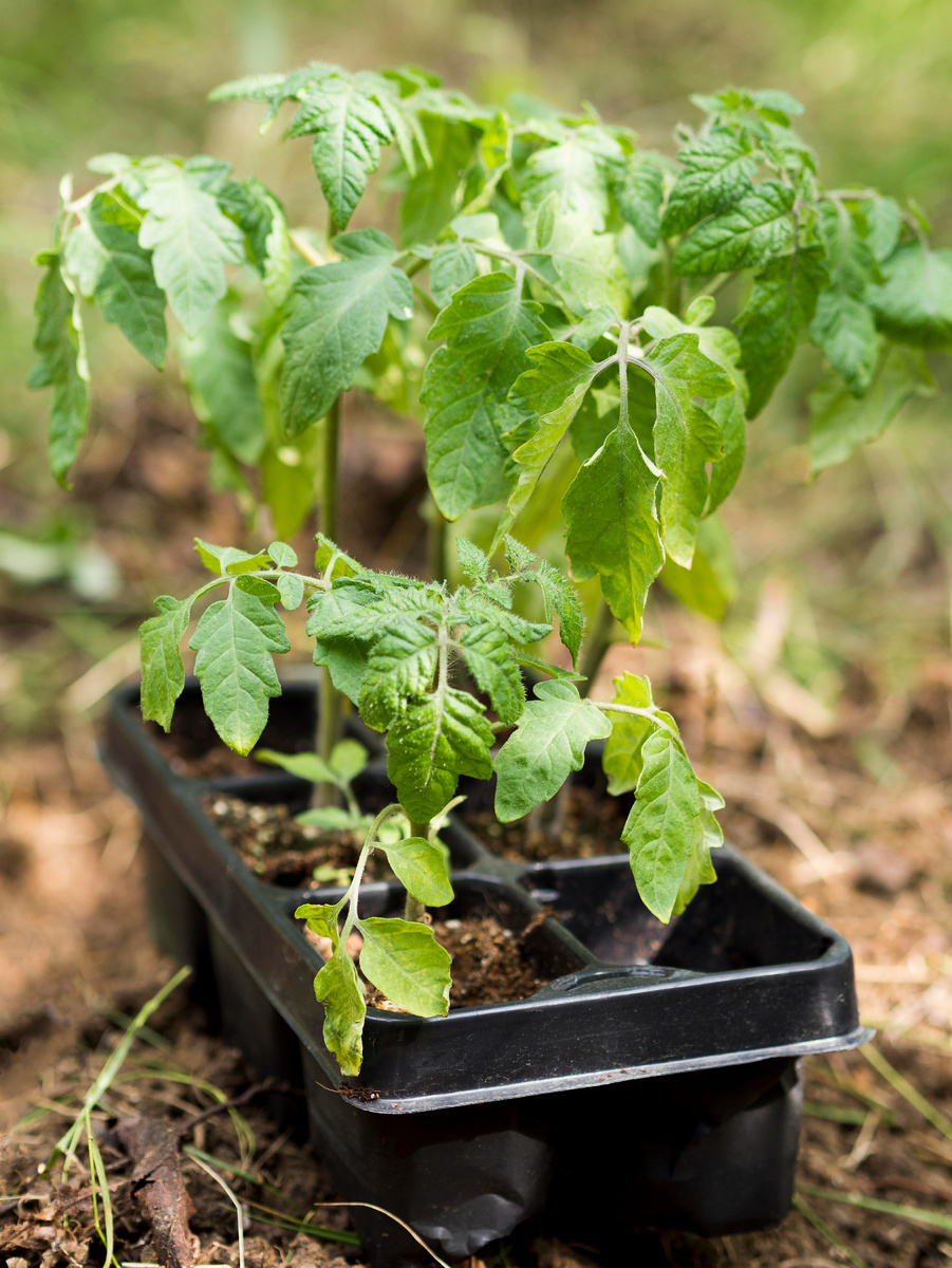 https://www.magnific.com/ru/free-photo/plants-flowerpots-close-up_8797529.htm#fromView=search&page=1&position=3&uuid=cfedfb85-6a46-4214-973c-7ec0eb4a61aa&query=%D0%BA%D1%83%D1%81%D1%82+%D0%BF%D0%BE%D0%BC%D0%B8%D0%B4%D0%BE%D1%80%D0%B0